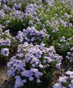 Blue Rice Button Aster Flower Seeds - 50 Seeds - Aster Dumosus - Image 15