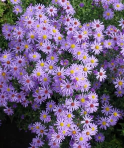 Blue Rice Button Aster Flower Seeds - 50 Seeds - Aster Dumosus - Image 2