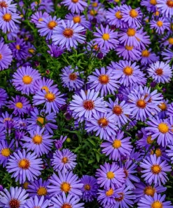 Blue Rice Button Aster Flower Seeds - 50 Seeds - Aster Dumosus - Image 3