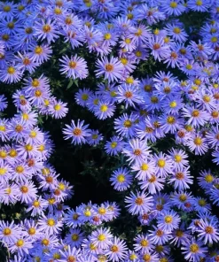 Blue Rice Button Aster Flower Seeds - 50 Seeds - Aster Dumosus - Image 4