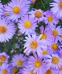 Blue Rice Button Aster Flower Seeds - 50 Seeds - Aster Dumosus - Image 5