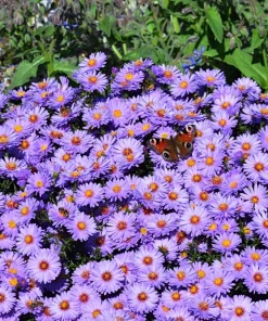 Blue Rice Button Aster Flower Seeds - 50 Seeds - Aster Dumosus - Image 6