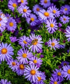 Blue Rice Button Aster Flower Seeds - 50 Seeds - Aster Dumosus - Image 7
