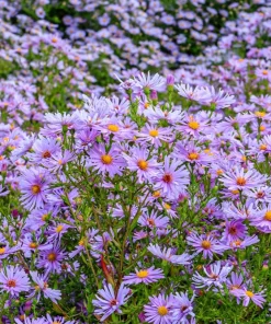 Blue Rice Button Aster Flower Seeds - 50 Seeds - Aster Dumosus - Image 8