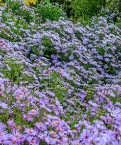 Blue Rice Button Aster Flower Seeds - 50 Seeds - Aster Dumosus - Image 9