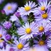 Blue Rice Button Aster Flower Seeds - 50 Seeds - Aster Dumosus - Image 1