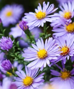Blue Rice Button Aster Flower Seeds - 50 Seeds - Aster Dumosus - Image 1