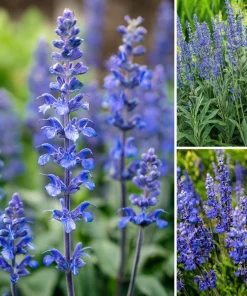 Blue Sage Seeds – Salvia farinacea – 100 Seeds – Vibrant Blue-Purple Blooms - Image 2