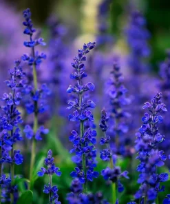Blue Sage Seeds – Salvia farinacea – 100 Seeds – Vibrant Blue-Purple Blooms - Image 3