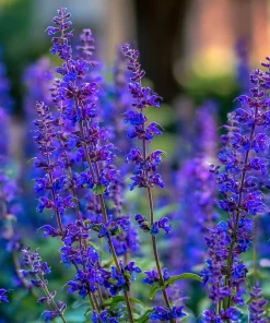 Blue Sage Seeds – Salvia farinacea – 100 Seeds – Vibrant Blue-Purple Blooms - Image 4