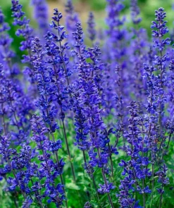 Blue Sage Seeds – Salvia farinacea – 100 Seeds – Vibrant Blue-Purple Blooms - Image 5