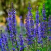 Blue Sage Seeds – Salvia farinacea – 100 Seeds – Vibrant Blue-Purple Blooms - Image 1