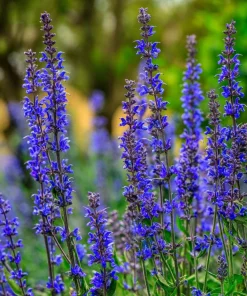 Blue Sage Seeds – Salvia farinacea – 100 Seeds – Vibrant Blue-Purple Blooms - Image 1