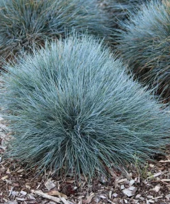 Blue Sheep's Fescue Grass Seeds - Festuca Ovina Glauca Cinerea - 100 Seeds - Image 10
