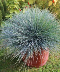Blue Sheep's Fescue Grass Seeds - Festuca Ovina Glauca Cinerea - 100 Seeds - Image 2