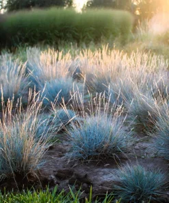 Blue Sheep's Fescue Grass Seeds - Festuca Ovina Glauca Cinerea - 100 Seeds - Image 6