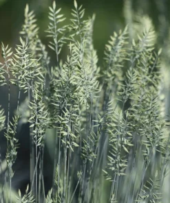 Blue Sheep's Fescue Grass Seeds - Festuca Ovina Glauca Cinerea - 100 Seeds - Image 7