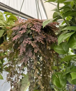 Blue Spike Moss Live Plant - Selaginella Ground Cover Indoor Plant - Image 2