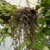 Blue Spike Moss Live Plant - Selaginella Ground Cover Indoor Plant - Image 1