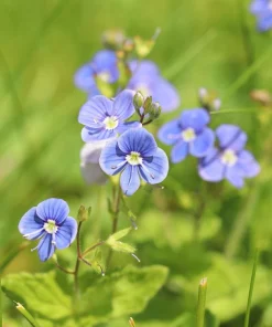 Blue Streak Speedwell Veronica Gentianoides Flower Seeds - 25 Seeds - Image 4