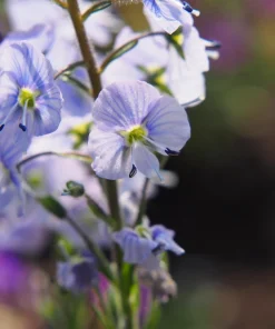 Blue Streak Speedwell Veronica Gentianoides Flower Seeds - 25 Seeds - Image 7