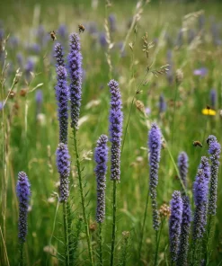 Blue Vervain Seeds – 200 Seeds – Verbena hastata – Vibrant Blue-Purple Blooms – Perennial - Image 2
