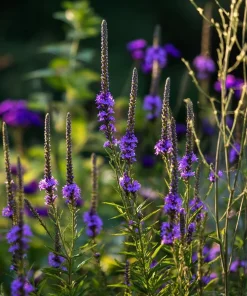 Blue Vervain Seeds – 200 Seeds – Verbena hastata – Vibrant Blue-Purple Blooms – Perennial - Image 3