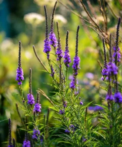 Blue Vervain Seeds – 200 Seeds – Verbena hastata – Vibrant Blue-Purple Blooms – Perennial - Image 4