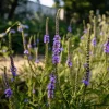 Blue Vervain Seeds – 200 Seeds – Verbena hastata – Vibrant Blue-Purple Blooms – Perennial - Image 1
