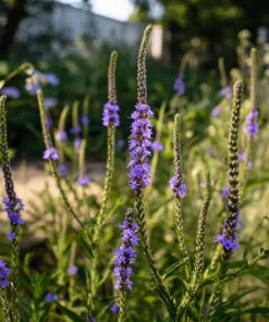 Blue Vervain Seeds – 200 Seeds – Verbena hastata – Vibrant Blue-Purple Blooms – Perennial - Image 1