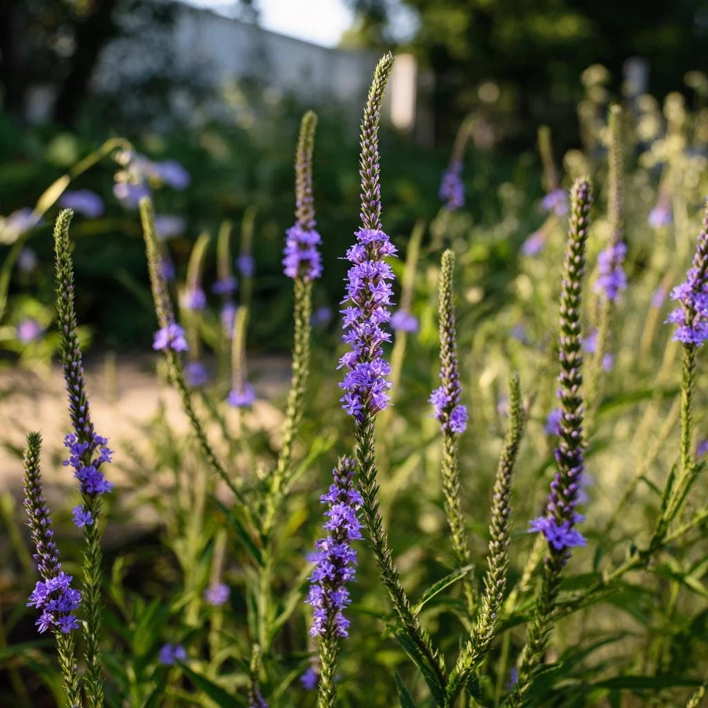 Blue Vervain Seeds – 200 Seeds – Verbena hastata – Vibrant Blue-Purple Blooms – Perennial - Image 1