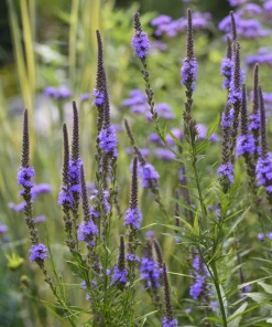 Blue Vervain Seeds – 200 Seeds – Verbena hastata – Vibrant Blue-Purple Blooms – Perennial - Image 5