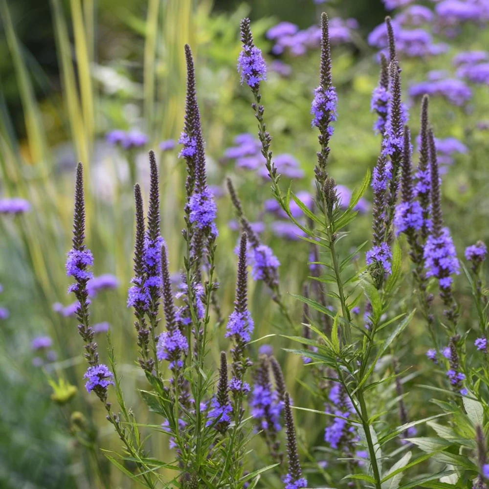 Blue Vervain Seeds – 200 Seeds – Verbena hastata – Vibrant Blue-Purple Blooms – Perennial - Image 5