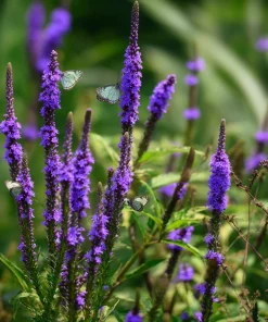 Blue Vervain Seeds – 200 Seeds – Verbena hastata – Vibrant Blue-Purple Blooms – Perennial - Image 7