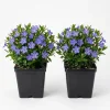 Blue Vinca Live Plants - 2 Pack, Ground Cover, 6-12" Tall, 4" Pot - Image 1