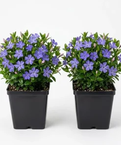 Blue Vinca Live Plants - 2 Pack, Ground Cover, 6-12" Tall, 4" Pot - Image 1