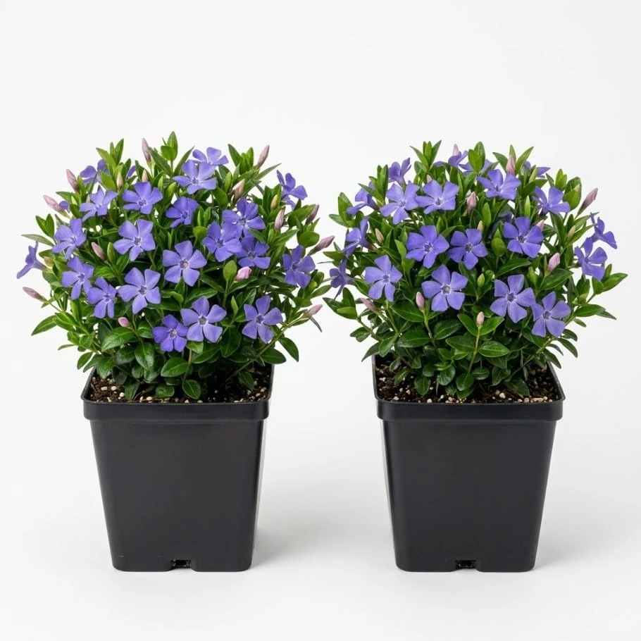 Blue Vinca Live Plants - 2 Pack, Ground Cover, 6-12" Tall, 4" Pot - Image 1
