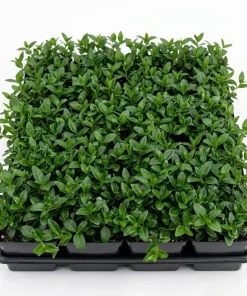 Blue Vinca Live Plants - 2 Pack, Ground Cover, 6-12" Tall, 4" Pot - Image 2