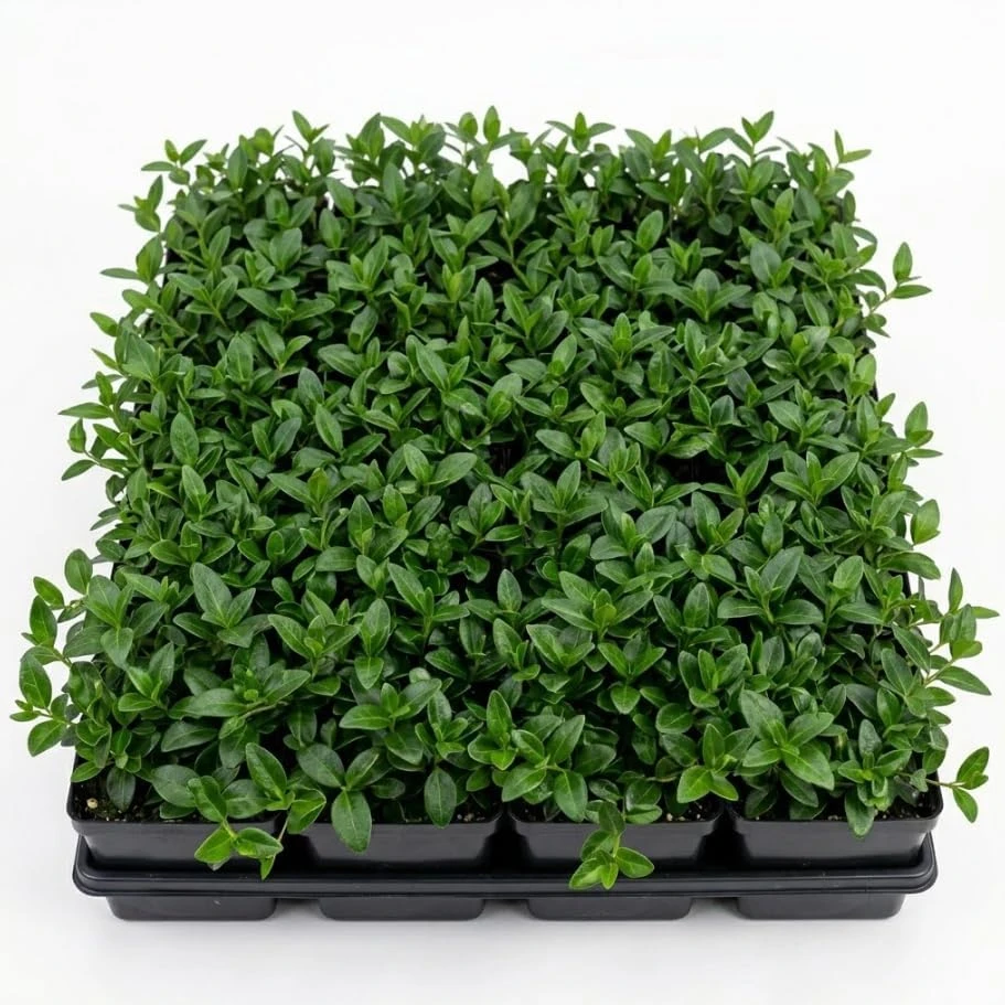 Blue Vinca Live Plants - 2 Pack, Ground Cover, 6-12" Tall, 4" Pot - Image 2