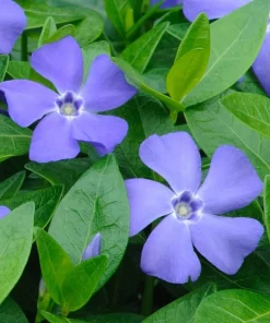Blue Vinca Live Plants - 2 Pack, Ground Cover, 6-12