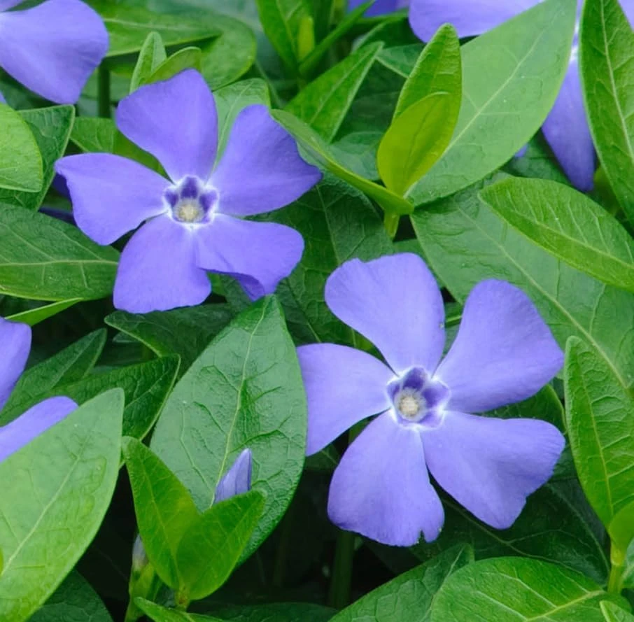 Blue Vinca Live Plants - 2 Pack, Ground Cover, 6-12" Tall, 4" Pot - Image 3