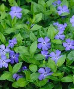 Blue Vinca Live Plants - 2 Pack, Ground Cover, 6-12
