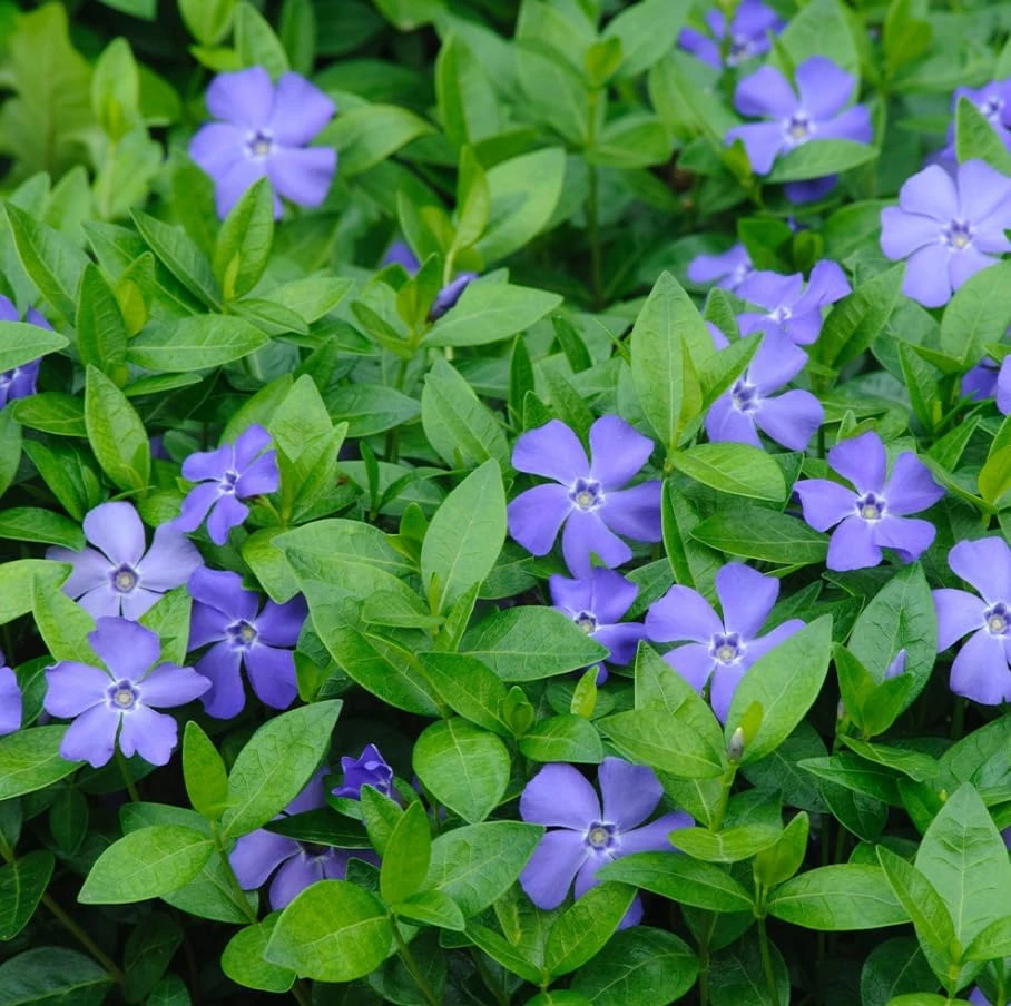 Blue Vinca Live Plants - 2 Pack, Ground Cover, 6-12" Tall, 4" Pot - Image 4