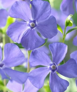 Blue Vinca Live Plants - 2 Pack, Ground Cover, 6-12