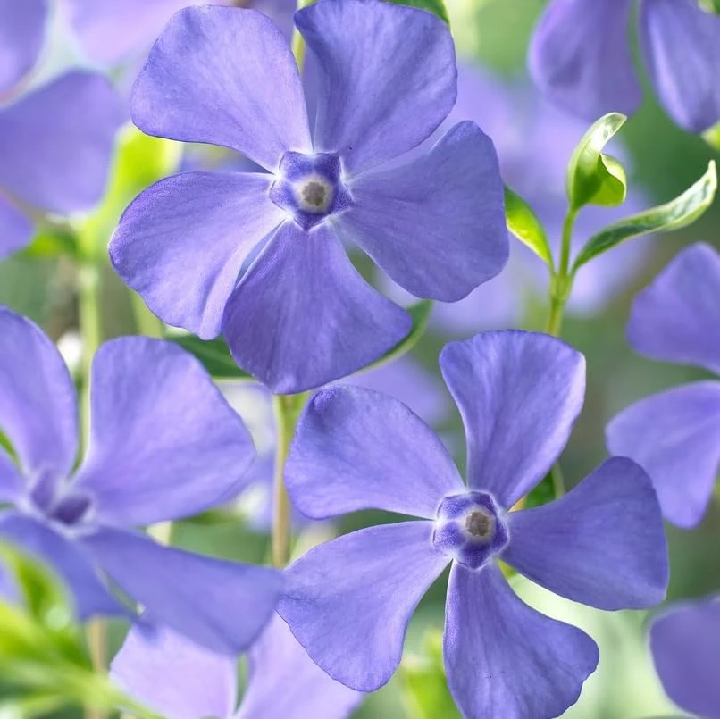 Blue Vinca Live Plants - 2 Pack, Ground Cover, 6-12" Tall, 4" Pot - Image 5