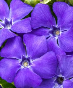 Blue Vinca Live Plants - 2 Pack, Ground Cover, 6-12