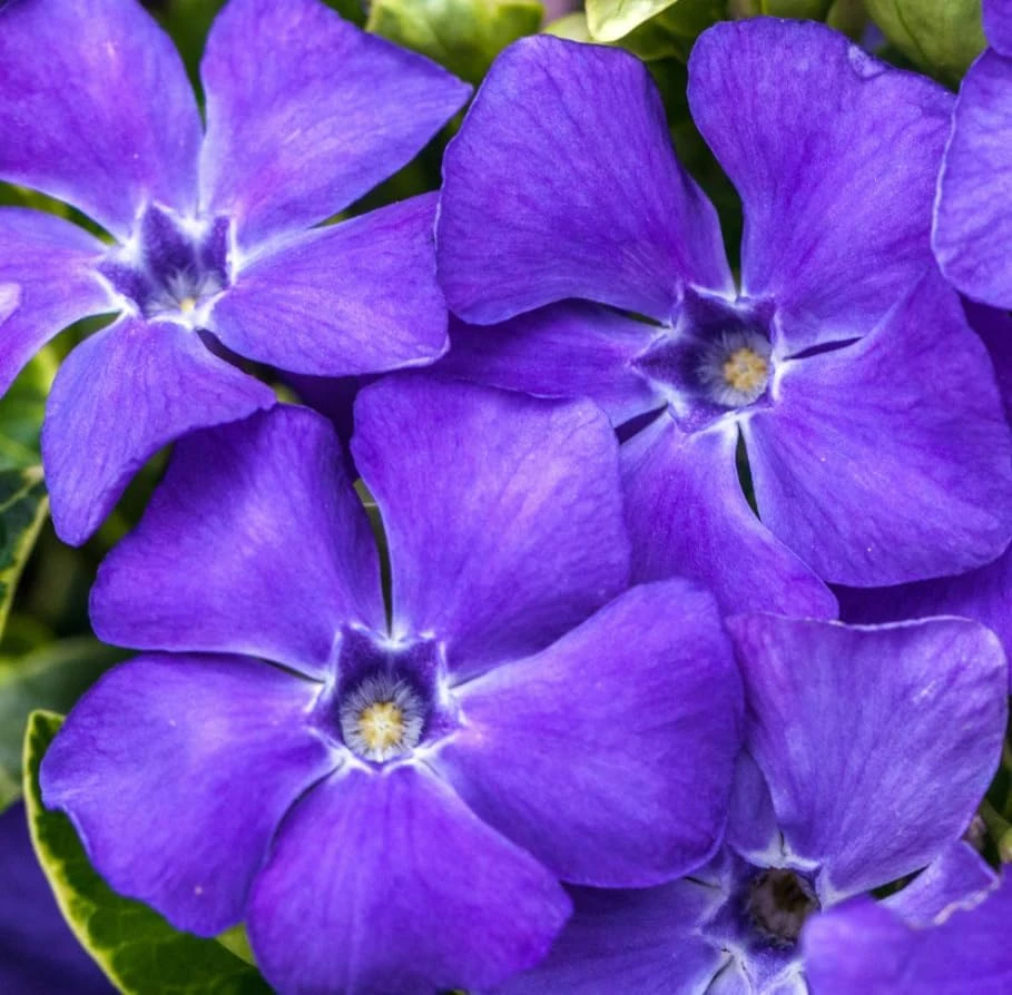Blue Vinca Live Plants - 2 Pack, Ground Cover, 6-12" Tall, 4" Pot - Image 6