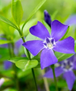 Blue Vinca Live Plants - 2 Pack, Ground Cover, 6-12