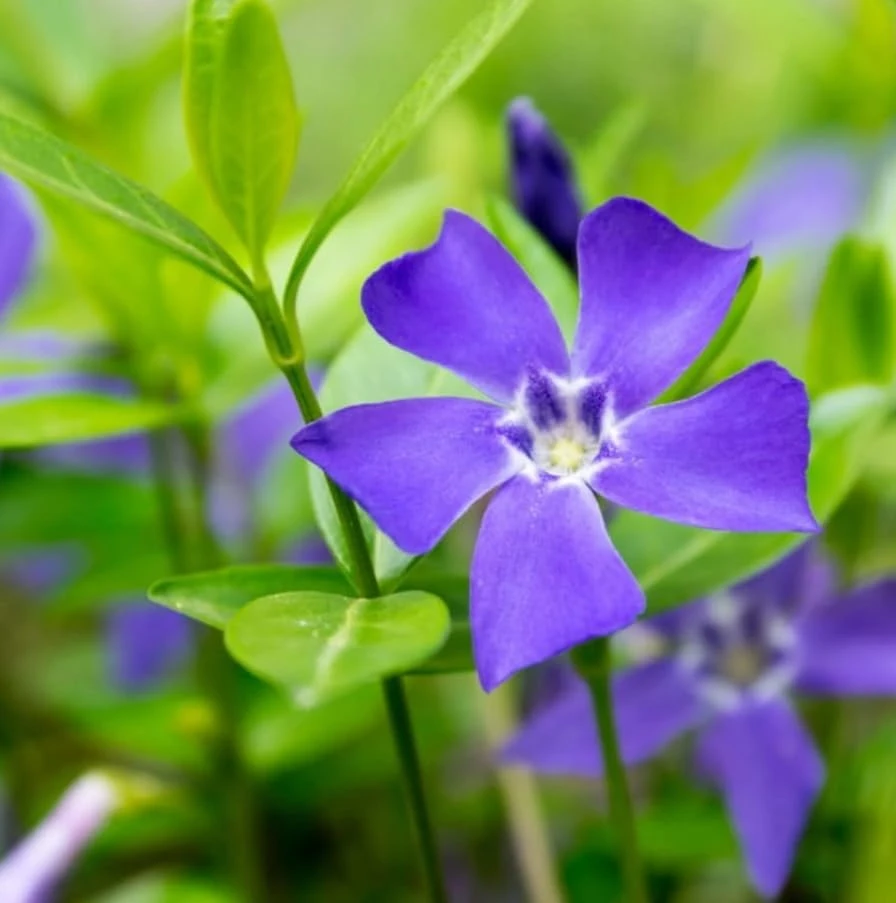 Blue Vinca Live Plants - 2 Pack, Ground Cover, 6-12" Tall, 4" Pot - Image 7