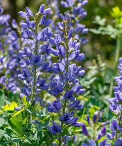Blue Wild Indigo Seeds – 50 Count – Hardy Perennial, Pollinator-Friendly - Image 2